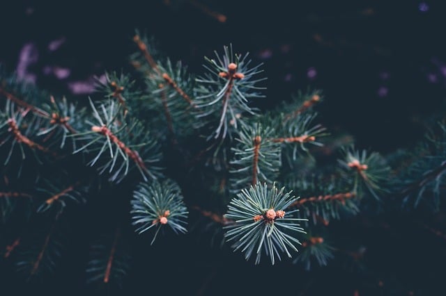 branch-1869994_640.jpeg