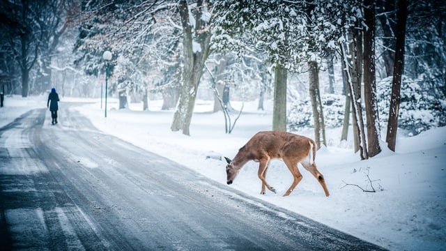 snow-winter-christmas-deer.jpeg